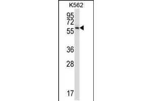 Western blot analysis in K562 cell line lysates (35ug/lane). (NPFFR1 抗体  (C-Term))