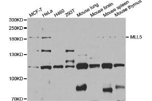 Western Blotting (WB) image for anti-Myeloid/lymphoid Or Mixed-Lineage Leukemia 5 (Trithorax Homolog) (MLL5) antibody (ABIN1877128) (MLL5/KMT2E 抗体)