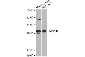 Western blot analysis of extracts of various cell lines, using RPP30 antibody (ABIN6290883) at 1:1000 dilution. (RPP30 抗体)