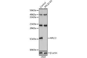 Western blot analysis of extracts from normal (control) and RPL22 knockout (KO) 293T cells, using RPL22 antibody (ABIN6128682, ABIN6147119, ABIN6147120 and ABIN6224925) at 1:3000 dilution. (RPL22 抗体  (AA 1-122))