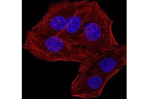 Immunofluorescence analysis of Hela cells using RBBP7 mouse mAb. (RBBP7 抗体  (AA 1-200))