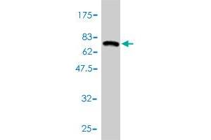 Western Blotting (WB) image for anti-Histone Deacetylase 11 (HDAC11) (AA 1-347) antibody (ABIN566400)