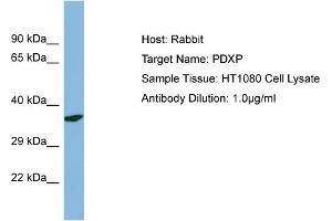 Host: Rabbit Target Name: PDXP Sample Type: HT1080 Whole Cell lysates Antibody Dilution: 1.