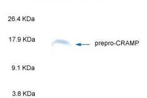 Western Blot Analysis of Prepro-CRAMP (cathelin-related antimicrobial peptide) by ANTI_CRAMP by Mouse Antibody. (Cathelicidin 抗体  (AA 140-173))