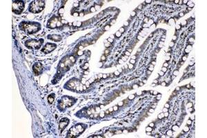 IHC testing of FFPE rat intestine tissue with CASP8 antibody at 1ug/ml. (Caspase 8 抗体  (AA 410-449))