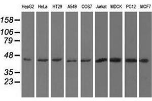 Western blot analysis of extracts (35 µg) from 9 different cell lines by using anti-UHMK1 monoclonal antibody. (UHMK1 抗体)