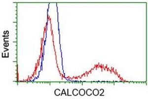 HEK293T cells transfected with either RC203843 overexpress plasmid (Red) or empty vector control plasmid (Blue) were immunostained by anti-CALCOCO2 antibody (ABIN2453988), and then analyzed by flow cytometry. (CALCOCO2 抗体)