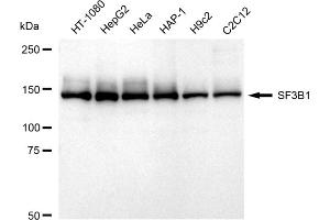 Western blotting analysis using SF3B1 antibody (ABIN7800424). (Recombinant Splicing Factor 3B (Subunit 1) 抗体)
