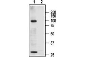 Western Blotting (WB) image for anti-Transient Receptor Potential Cation Channel, Subfamily C, Member 3 (TRPC3) (AA 822-835), (Intracellular) antibody (ABIN7043820)