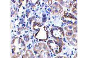 Immunohistochemistry of ACE2 in human kidney tissue with ACE2 antibody at 2 μg/ml. (ACE2 抗体  (Intermediate Domain 2))