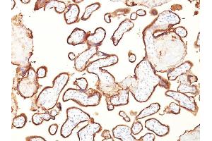 Formalin-fixed, paraffin-embedded human placenta stained with PLAP Mouse Monoclonal Antibody (GM022). (PLAP 抗体)