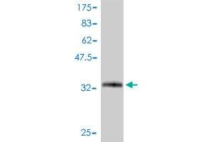 Western Blot detection against Immunogen (34. (SNRPG 抗体  (AA 1-76))