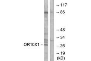 Western blot analysis of extracts from COLO cells, using OR10X1 Antibody. (OR10X1 抗体  (AA 216-265))