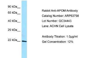Western Blotting (WB) image for anti-Apolipoprotein M (APOM) (C-Term) antibody (ABIN2789630) (Apolipoprotein M 抗体  (C-Term))