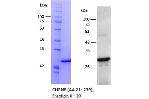CHRNE Protein (AA 21-239) (His tag)