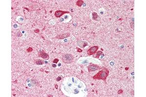 Anti-CCDC60 antibody IHC staining of human brain, cortex. (CCDC60 抗体  (AA 470-519))