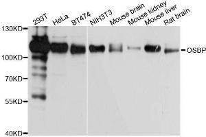 Western blot analysis of extracts of various cell lines, using OSBP antibody. (OSBP 抗体  (AA 508-807))