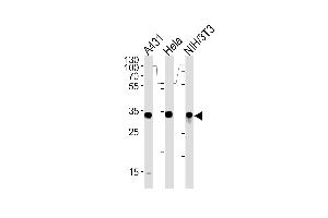 MDH2 Antibody (Center) (ABIN389448 and ABIN2839518) western blot analysis in A431,Hela and mouse NIH/3T3 cell line lysates (35 μg/lane). (MDH2 抗体  (AA 86-115))