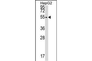 Western blot analysis in HepG2 cell line lysates (35ug/lane). (CLP1 抗体  (C-Term))