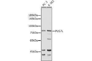 Western blot analysis of extracts of various cell lines, using PUS7L antibody (ABIN7269740) at 1:1000 dilution. (PUS7L 抗体  (AA 1-300))