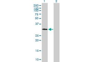 Western Blot analysis of IGFBP2 expression in transfected 293T cell line by IGFBP2 MaxPab polyclonal antibody.