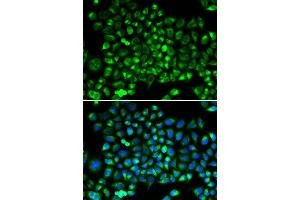 Immunofluorescence (IF) image for anti-Dynamin 1-Like (DNM1L) (AA 411-710) antibody (ABIN3023670) (Dynamin 1-Like 抗体  (AA 411-710))