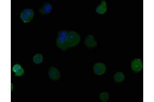 Immunofluorescence staining of MCF-7 cells with ABIN7164243 at 1:50, counter-stained with DAPI. (PSG9 抗体  (AA 241-426))
