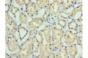 Immunohistochemistry of paraffin-embedded human kidney tissue using ABIN7148289 at dilution of 1:100 (COLEC11 抗体  (AA 26-271))