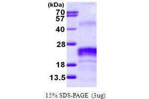 SDS-PAGE (SDS) image for VEGF 165 (AA 207-371) protein (His tag) (ABIN666798) (VEGF 165 (AA 207-371) protein (His tag))