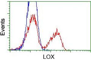 HEK293T cells transfected with either pCMV6-ENTRY LOX (RC213323) (Red) or empty vector control plasmid (Blue) were immunostained with anti-LOX mouse monoclonal (ABIN2453264), and then analyzed by flow cytometry. (LOX 抗体  (AA 22-168))