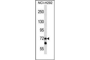 Western blot analysis of LOXL3 Antibody (C-term) in NCI-H292 cell line lysates (35ug/lane). (LOXL3 抗体  (C-Term))