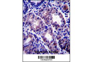APOOL Antibody immunohistochemistry analysis in formalin fixed and paraffin embedded human stomach tissue followed by peroxidase conjugation of the secondary antibody and DAB staining. (APOOL 抗体  (C-Term))