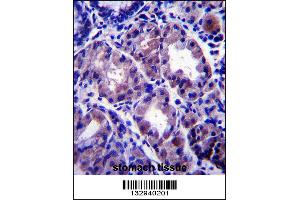 APOOL Antibody immunohistochemistry analysis in formalin fixed and paraffin embedded human stomach tissue followed by peroxidase conjugation of the secondary antibody and DAB staining.