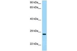 Image no. 1 for anti-Tetraspanin 26 (TSPAN26) (AA 91-140) antibody (ABIN6748407) (CD37 抗体  (AA 91-140))