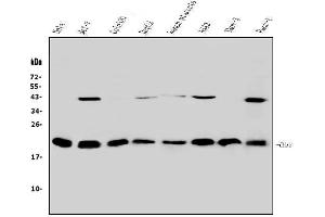 Western blot analysis of HP1 gamma using anti-HP1 gamma antibody (ABIN5693033). (CBX3 抗体  (AA 2-183))