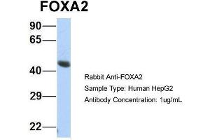 Host:  Rabbit  Target Name:  FOXA2  Sample Type:  Human HepG2  Antibody Dilution:  1. (FOXA2 抗体  (Middle Region))