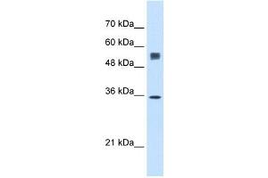 SSR1 antibody used at 0. (SSR1 抗体)