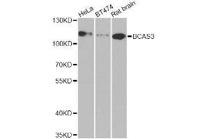 Western blot analysis of extracts of various cell lines, using BCAS3 antibody. (BCAS3 抗体  (AA 674-913))
