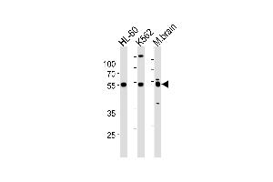 PTGER4 Antibody (Center) (ABIN1881704 and ABIN2843394) western blot analysis in HL-60,K562 cell line and mouse brain lysates (35 μg/lane). (PTGER4 抗体  (AA 242-269))