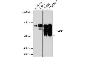 Western blot analysis of extracts of various cell lines, using CD14 antibody (ABIN7266167) at 1:1000 dilution. (CD14 抗体)