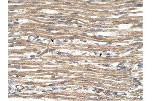 Image no. 1 for anti-Actin-Related Protein 2 (ACTR2) (AA 81-130) antibody (ABIN321009) (ACTR2 抗体  (AA 81-130))