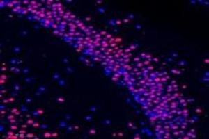Immunofluorescent analysis of paraformaldehyde-fixed mouse substantia nigra using RanBP16 (ABIN7073901) at dilution of 1: 600 (Exportin 7 抗体)