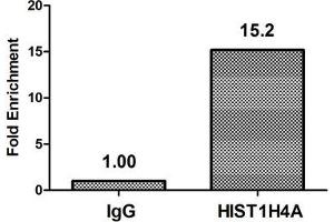 Chromatin Immunoprecipitation Hela (4*10 6 ) were treated with Micrococcal Nuclease, sonicated, and immunoprecipitated with 8 μg anti-HIST1H4A (ABIN7139199) or a control normal rabbit IgG. (HIST1H4A 抗体  (acLys8))