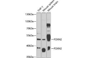Western blot analysis of extracts of various cell lines, using FOXN2 antibody (ABIN6132006, ABIN6140751, ABIN6140752 and ABIN6223004) at 1:1000 dilution. (FOXN2 抗体  (AA 172-431))