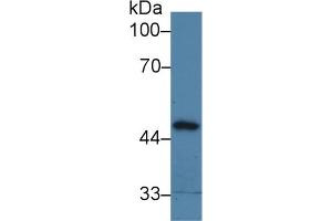 Detection of PPM1A in Porcine Liver lysate using Polyclonal Antibody to Protein Phosphatase, Mg2+/Mn2+ Dependent 1A (PPM1A) (PPM1A 抗体  (AA 2-382))