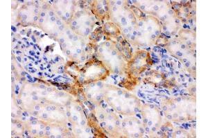 IHC analysis of Flotillin 2 using anti-Flotillin 2 antibody (ABIN3042393).