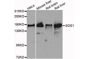 Western blot analysis of extracts of various cell lines, using SOS1 antibody. (SOS1 抗体  (AA 1034-1333))