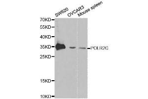 Western blot analysis of extracts of various cell lines, using POLR2C antibody. (POLR2C 抗体  (AA 1-275))