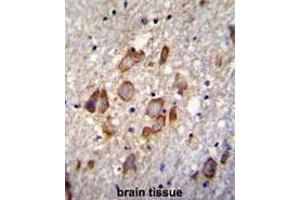 ANKRD34B Antibody (C-term) immunohistochemistry analysis in formalin fixed and paraffin embedded human brain tissue followed by peroxidase conjugation of the secondary antibody and DAB staining. (ANKRD34B 抗体  (C-Term))