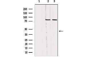 Western blot analysis of extracts from various samples, using SLC27A5 Antibody.